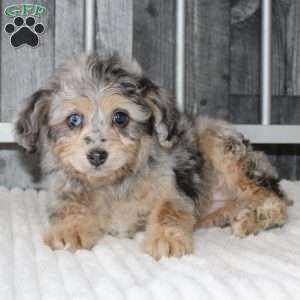 Laura, Mini Aussiedoodle Puppy