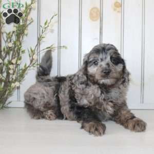 Roscoe, Cavapoo Puppy