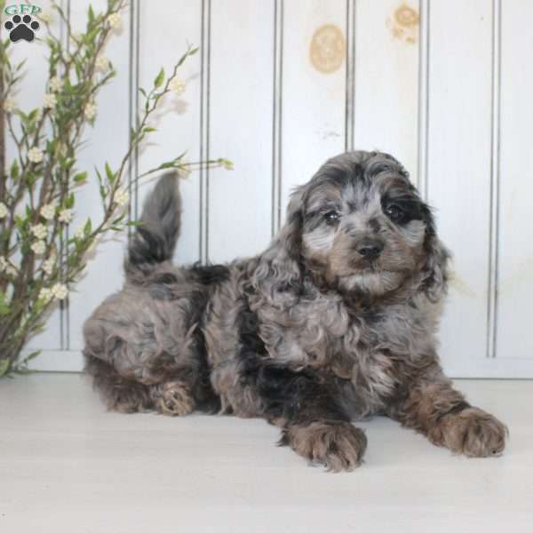 Roscoe, Cavapoo Puppy
