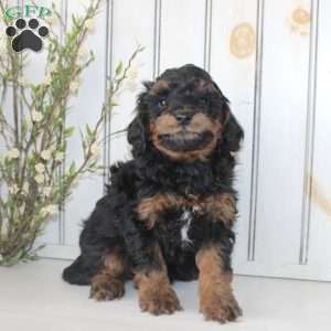 Rover, Cavapoo Puppy