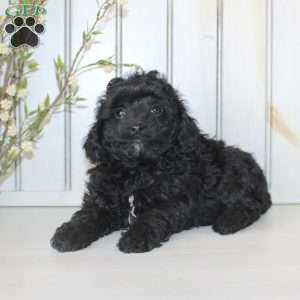 Raine, Cavapoo Puppy