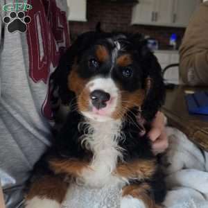 Angel, Mini Bernedoodle Puppy