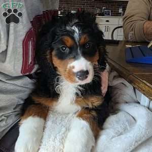Angel, Mini Bernedoodle Puppy