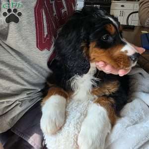 Angel, Mini Bernedoodle Puppy