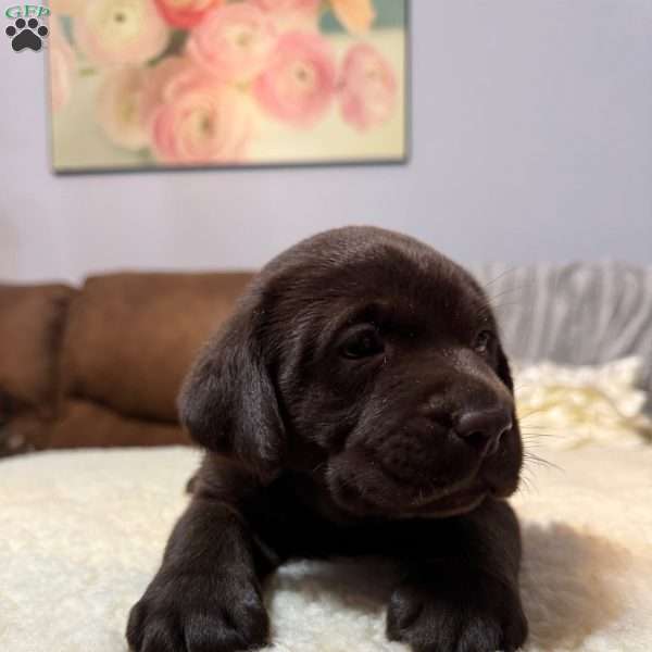 Rocky, Chocolate Labrador Retriever Puppy