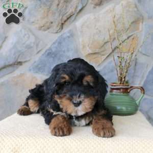 Joy, Mini Aussiedoodle Puppy