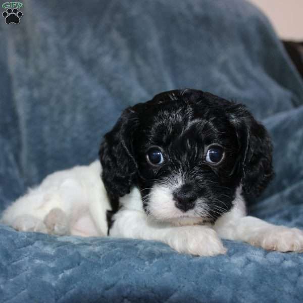 Amber, Cavapoo Puppy