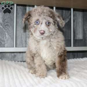 Larry, Mini Aussiedoodle Puppy