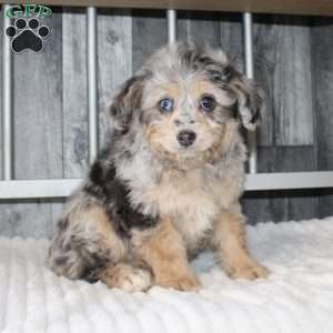 Laura, Mini Aussiedoodle Puppy