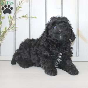 Raine, Cavapoo Puppy