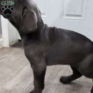 Raven, Cane Corso Puppy