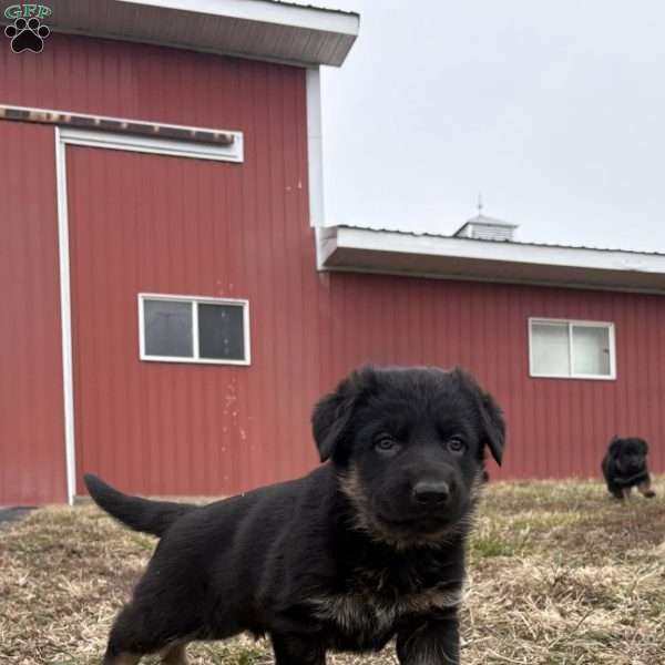 Willie, German Shepherd Puppy