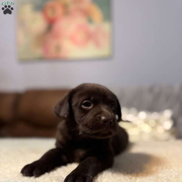 Maxwell, Chocolate Labrador Retriever Puppy