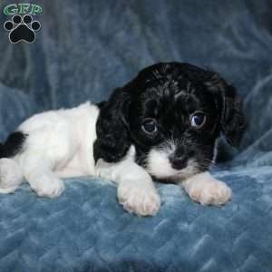 Amber, Cavapoo Puppy