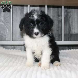 Levi, Mini Aussiedoodle Puppy