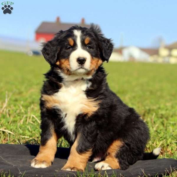 7up, Bernese Mountain Dog Puppy