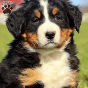 7up, Bernese Mountain Dog Puppy