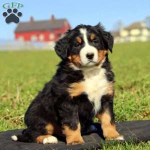 7up, Bernese Mountain Dog Puppy