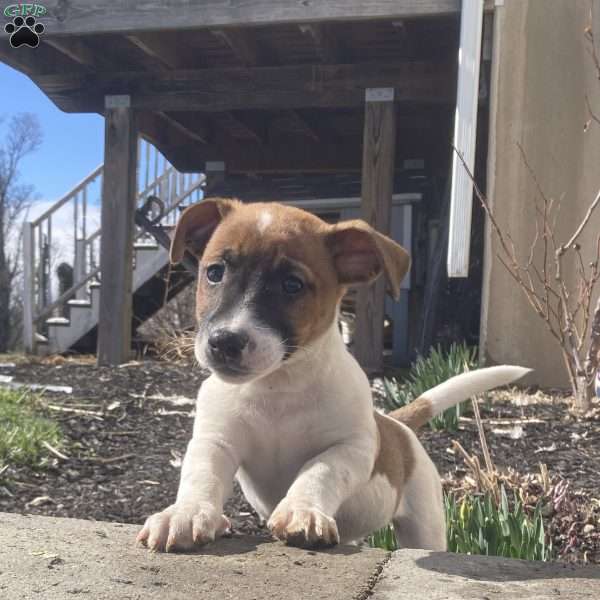 Toby, Jack Russell Terrier Puppy