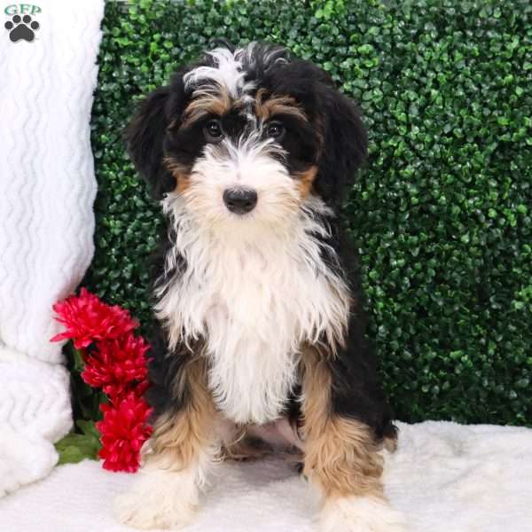 Ace, Mini Bernedoodle Puppy