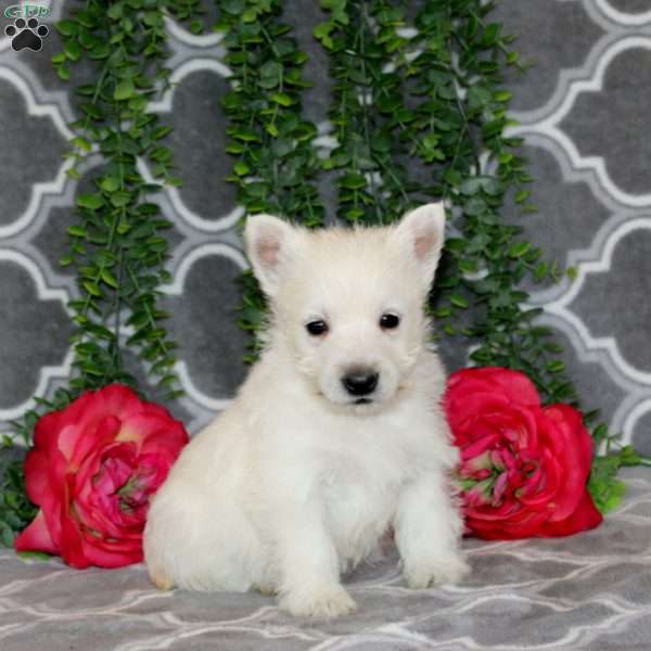 Aaron, West Highland Terrier Puppy