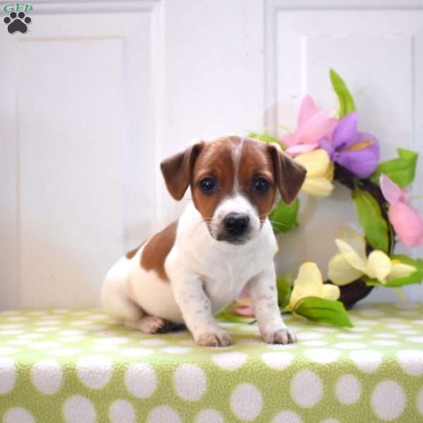 Abby, Jack Russell Terrier Puppy