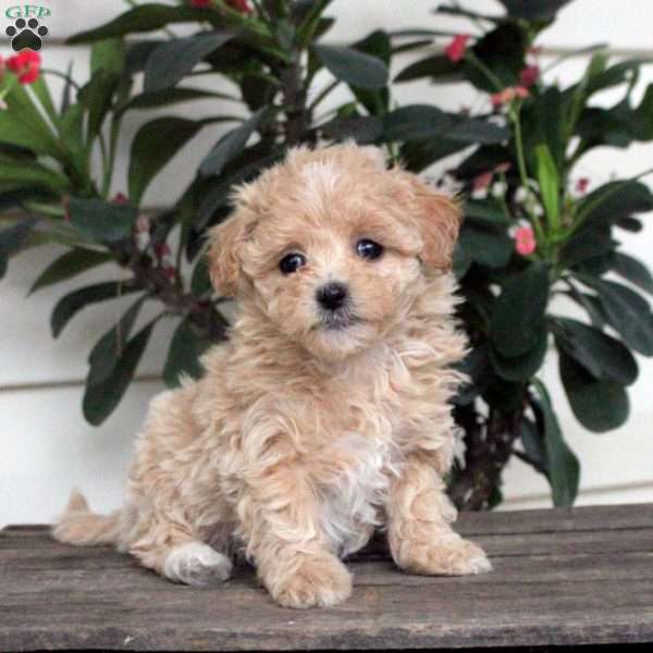 Abby, Maltipoo Puppy