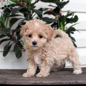 Abby, Maltipoo Puppy