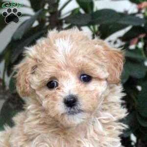 Abby, Maltipoo Puppy