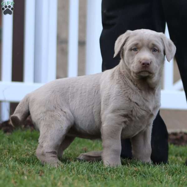 Abby, Silver Labrador Retriever Puppy