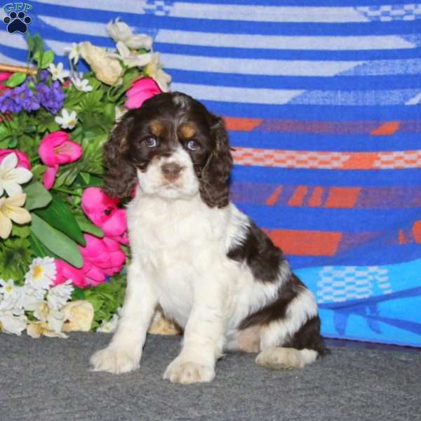 Abby, Cocker Spaniel Puppy