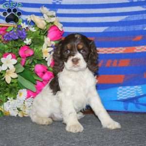 Abby, Cocker Spaniel Puppy