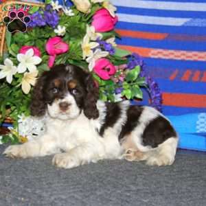 Abby, Cocker Spaniel Puppy