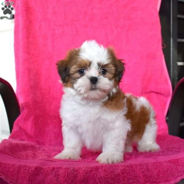 Ace, Shih Tzu Puppy