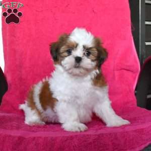 Ace, Shih Tzu Puppy