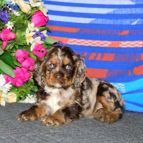 Ace, Cocker Spaniel Puppy