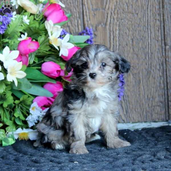 Ace, Maltipoo Puppy