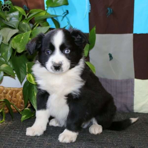 Ace, Miniature Australian Shepherd Puppy