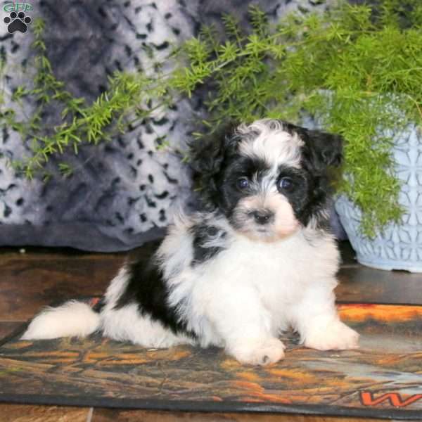 Ace, Havanese Puppy