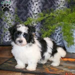Ace, Havanese Puppy