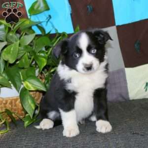 Ace, Miniature Australian Shepherd Puppy