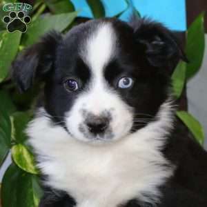 Ace, Miniature Australian Shepherd Puppy