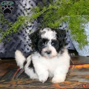 Ace, Havanese Puppy