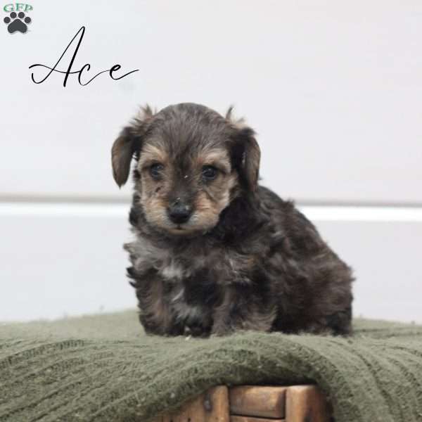 Ace, Yorkie Poo Puppy