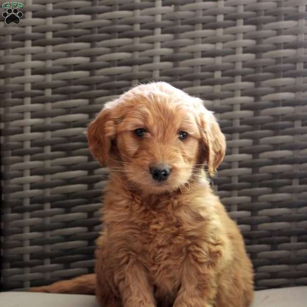 Acorn, Goldendoodle Puppy