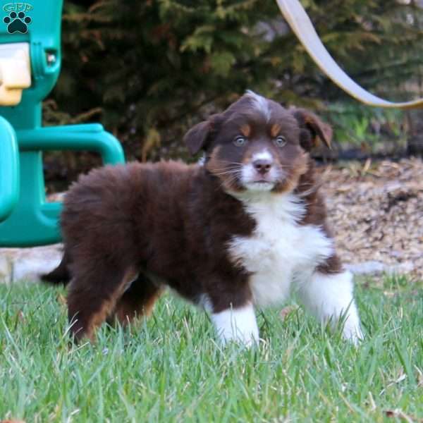 Adam, Miniature Australian Shepherd Puppy