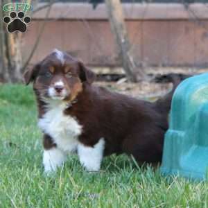 Adam, Miniature Australian Shepherd Puppy