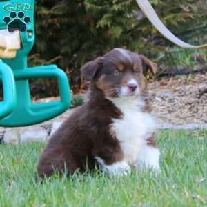 Adam, Miniature Australian Shepherd Puppy