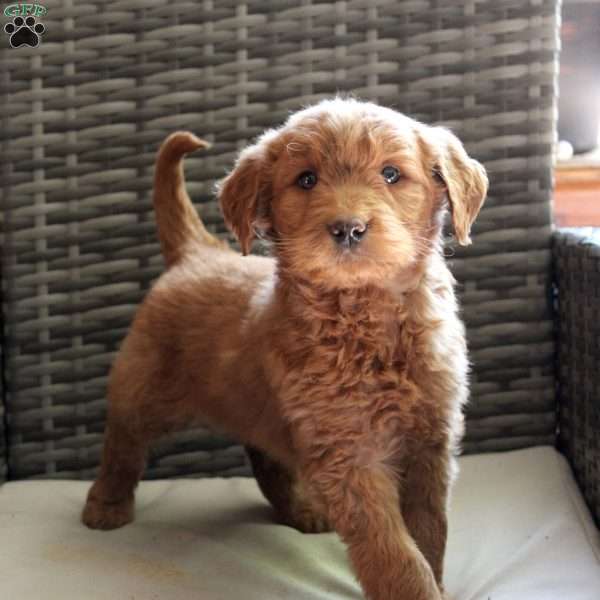 Addy, Goldendoodle Puppy