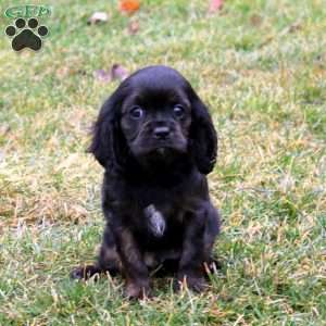 Adelle, Cavapoo Puppy